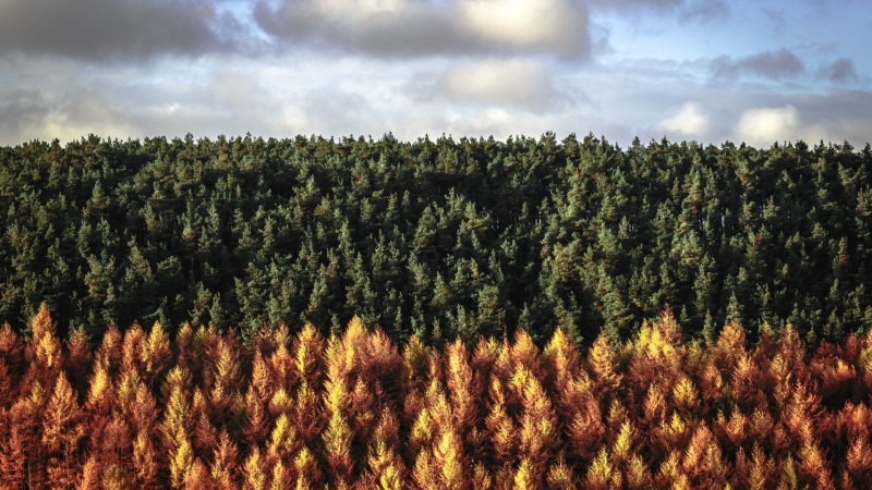 beauty in nature, coniferous tree, tranquility, environment, district, pine tree, no people, plantation, park, outdoors, tree, national, sky, nature, 1080P
