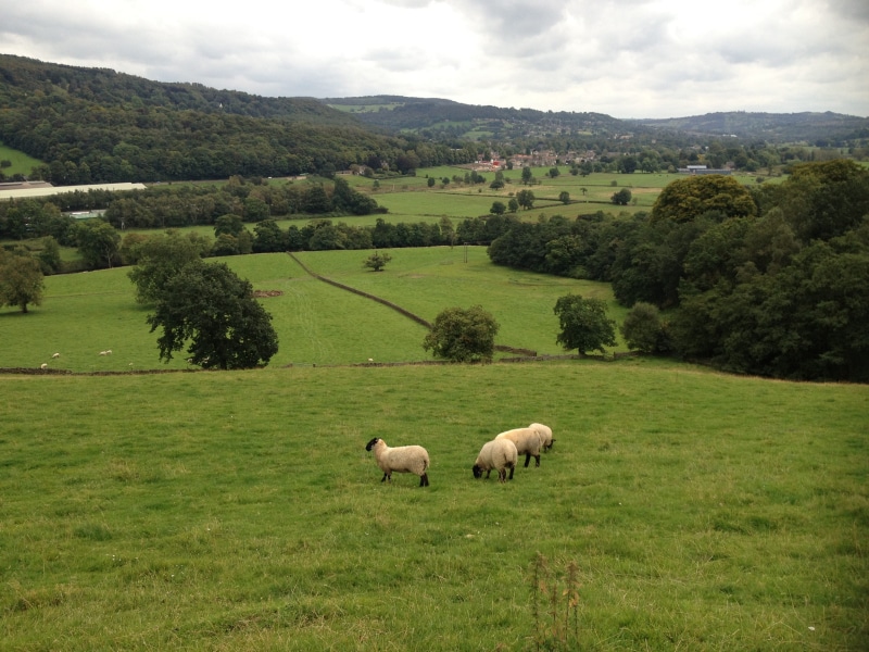 farm, no people, grass, plant, Horizon, animal, Sheep, domestic animals, Landscape, england, national park, 2K, domestic, heaven, animal themes, herbivorous