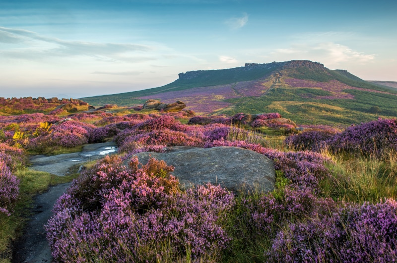 field, 2K, lavender, UK, stones, Peak District National Park, grass, flowers, hill, meadows, The Peak District