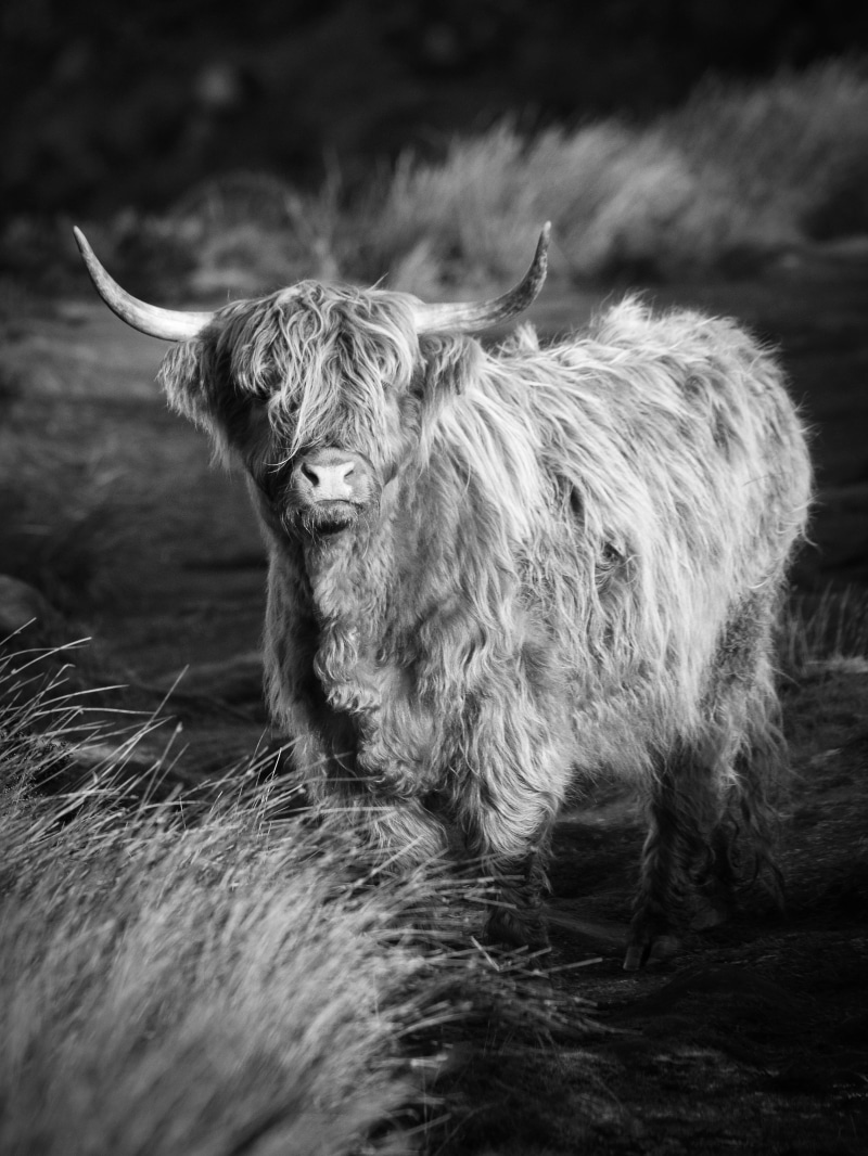 united kingdom, outdoors, cattle, furry, hope valley, photography, animal hair, 4K, wildlife, one animal, scotland, highland cattle, animal, horned, cow