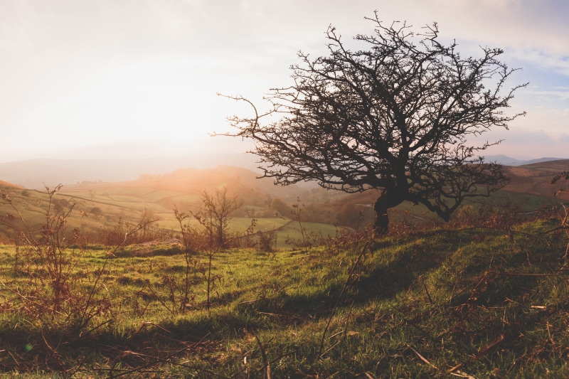 oak, nature, growth, land, non-urban scene, sky, landscape, plant, tree, bare tree, sun, remote, outdoors, dusk, field, flora, hope valley, isolated, sunset