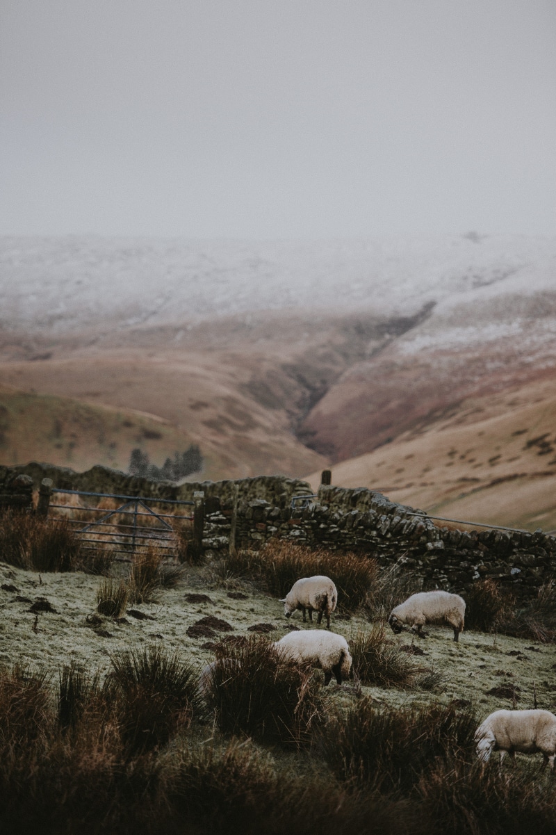 mammal, landscape, stone wall, hillside, district, 4K, livestock, domestic animals, scenics - nature, peak, sea, sheep, environment, beauty in nature