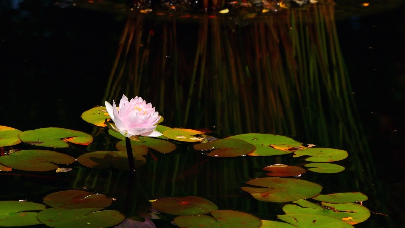 growth, no people, pink color, lily plant, nature, water lily images, lily pads, lily, beauty in nature, pad, water lily, water, purity, flowering plant