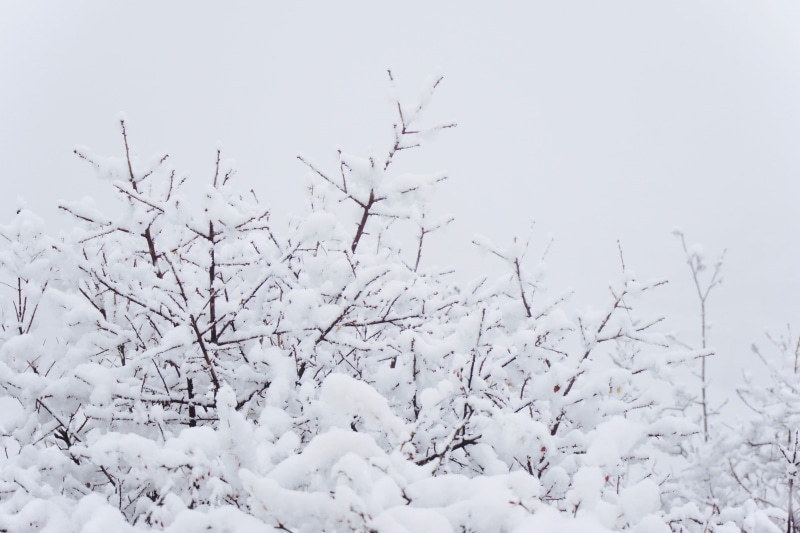 plant, white, white color, backgrounds, frost, forest, ice, 5K, nature, non-urban scene, coated, sky, scenics - nature, frozen, aesthetic, covering, season