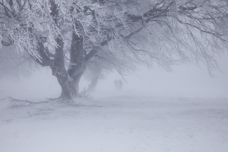 winter, forest, landscape, bare tree, january, climate, woodland, illustration, covered, no People, 1080P, december, non-Urban Scene, weather, hazy, nature