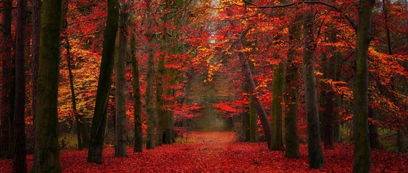 fall, land, landscape, leaves, autumn collection, beauty in nature, 1080P, tree trunk, diminishing perspective, growth, change, tranquility, path, woodland