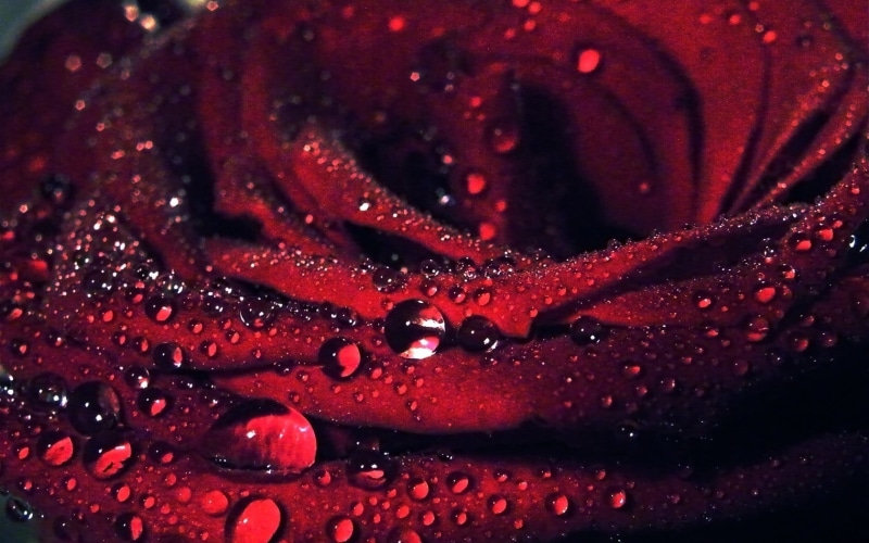 plants, flowers, indoors, plant, red flowers, rain, macro, beauty in nature, 720P, raindrop, drop, petal, close-up, red, freshness, focus on foreground