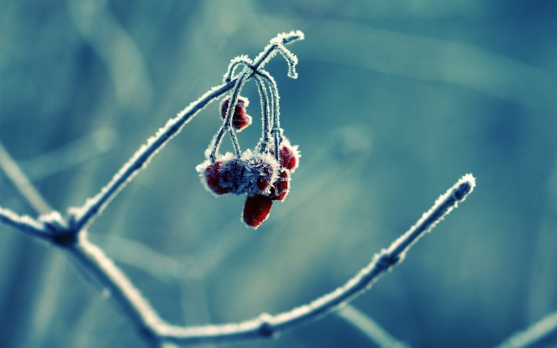macro, red, fruit, frost, blackberry - fruit, branch, wellbeing, 2K, no people, freshness, winter, selective focus, round, day, close-up, focus on foreground