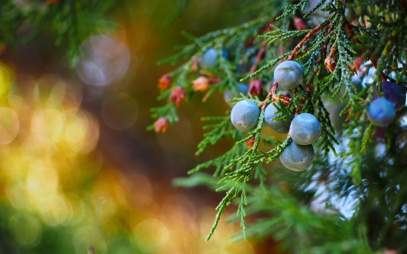 juniper, branches, round, berries, small, close-up, 720P, fruit, juniper berries, blue