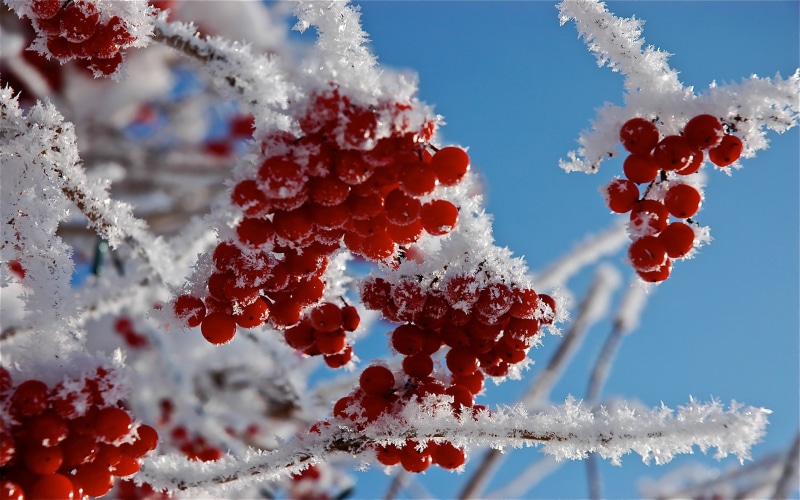 branches, white, blue, winter, backgrounds, white color, forest, cold temperature, christmas, ice, tree, frozen, close-up, nature, plant, sky, fruit, rowanberry