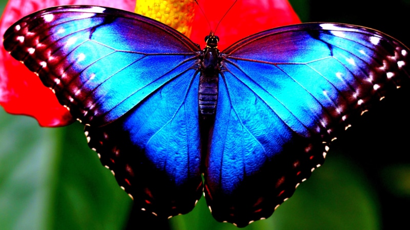 morpho menelaus, close up, 4K, macro photography, butterfly