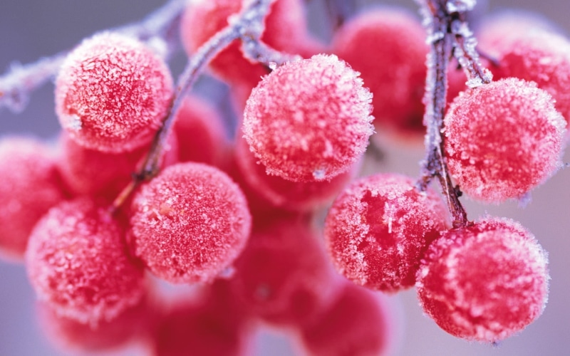 macro, science, healthcare And Medicine, ice, frozen, growth, stem, cherry, branch, blue, nature, wellbeing, lychee, frost, depth of field, no People, cold - Temperature