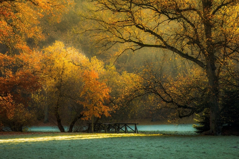 wooden, idyllic, day, no people, lake, tree, brown, frost, water, fall, landscape, branch, autumn collection, painting, outdoors, growth, Czech Republic