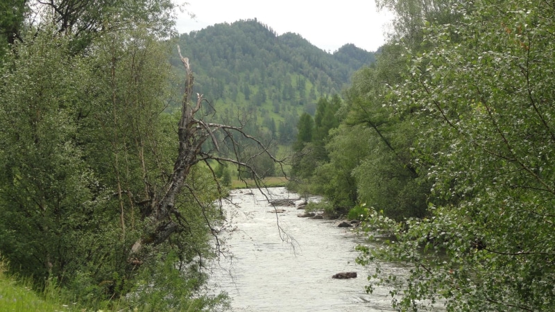 trees, tree, among, forest, mountain, tall, river, nature, 1080P, green, leaf, 1920x1080