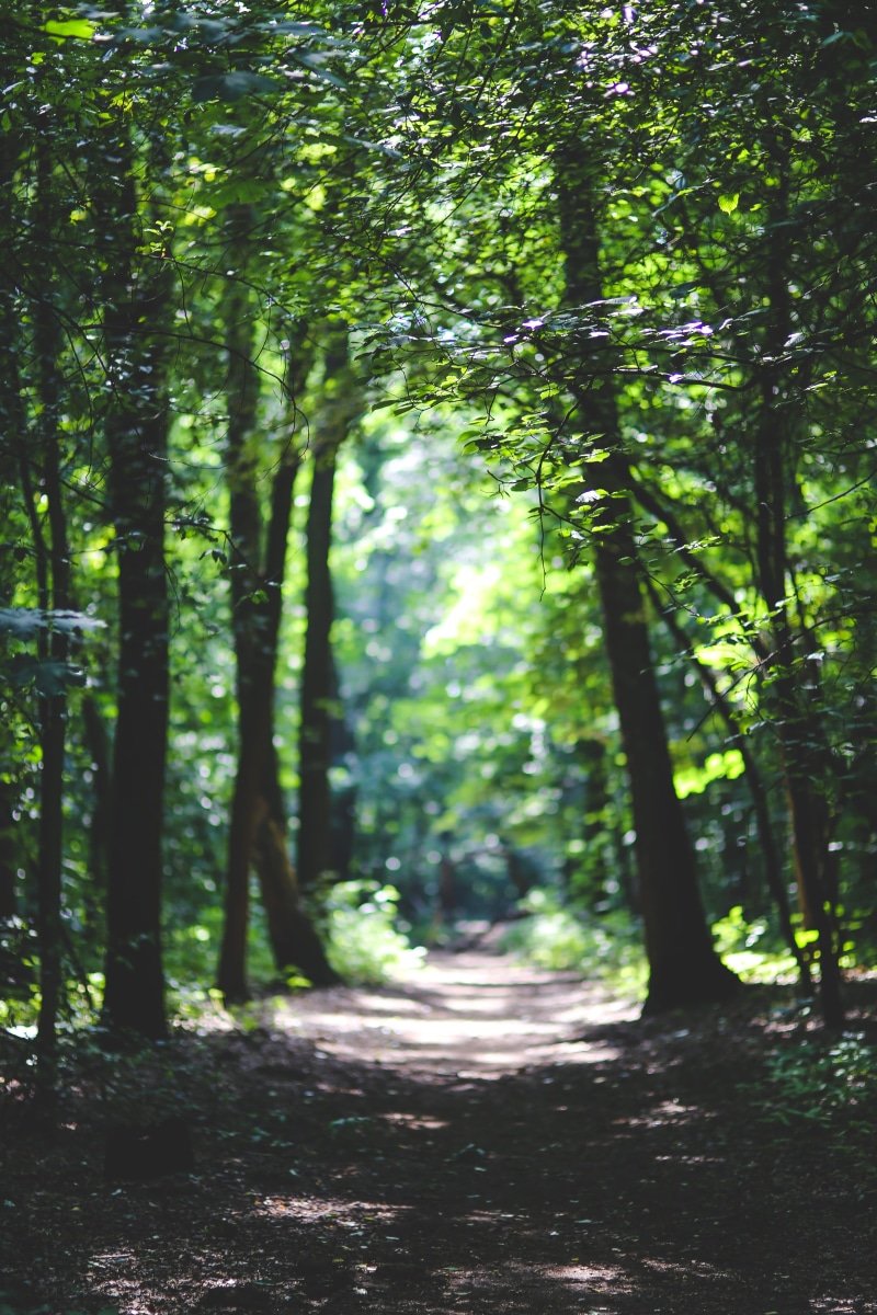 trunk, nature, forest, non-urban scene, growth, tree, beauty in nature, sunlight, land, no people, among, the way forward, direction, bamboo - plant, tranquil scene