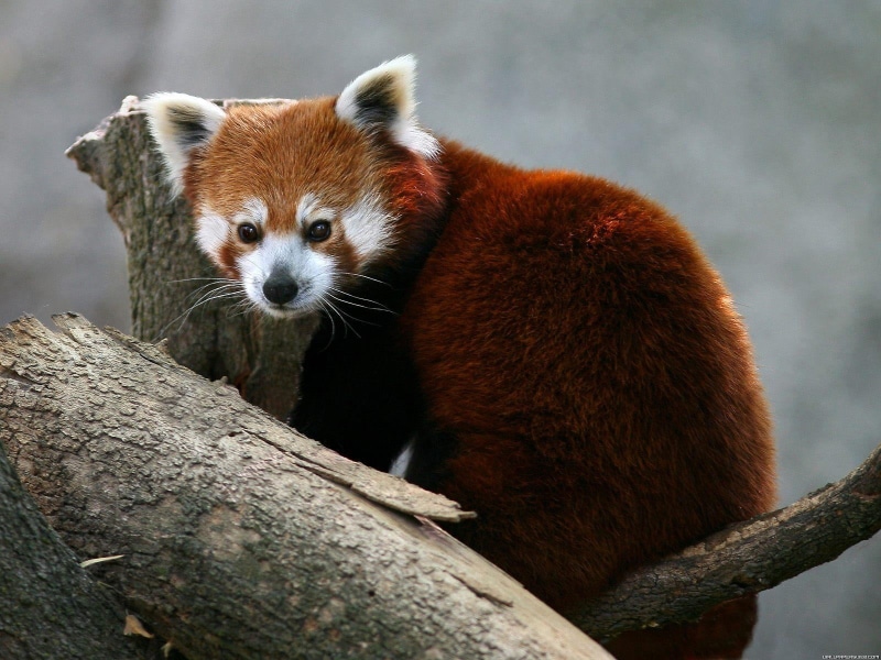 zoo, red, animal wildlife, focus on foreground, red panda, nature, animals in captivity, animal head, beautiful, mammal, blossoms, Animals, cardinal, animals in the wild