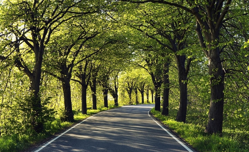 tree trunk, 1080P, tranquil scene, Summer, direction, the way forward, beauty in nature, plant, treelined, green color, green, trunk, diminishing perspective