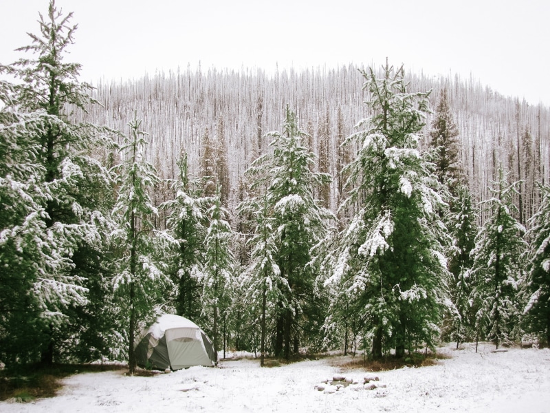 camp, tree, pine tree, daytime, green, landscape, day, among, coniferous tree, sky, environment, dome, pine woodland, snow, forest, trees, nature, pine