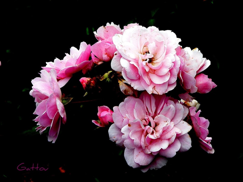 1080P, petaled, pink, BEAUTY, COTH, Surroundings, flower, pink Color, plant, nature, flowers, petal, Quality, freshness