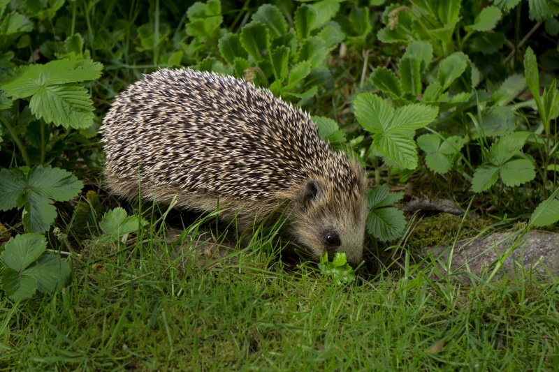 5K, animal, plant, animal themes, land, plant part, outdoors, leaf, one animal, mammal, vertebrate, animal wildlife, no people, animals, nightly, green color