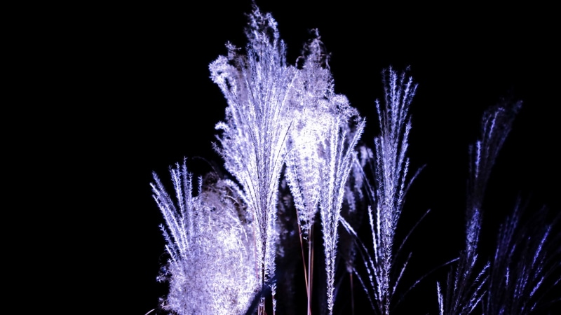 purple, 4K, blurred motion, dark, studio shot, night, celebration, outdoors, nature, glowing, event, no people, plant, illuminated, black background, low angle view