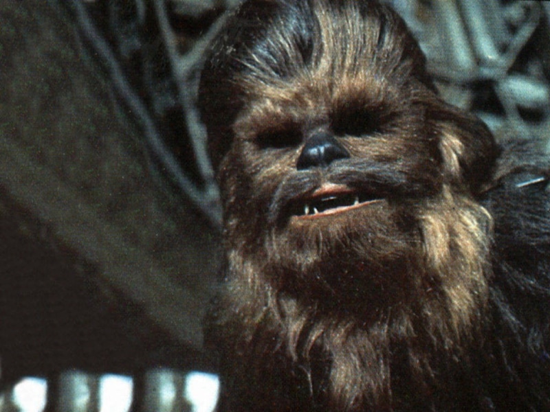 animal head, close-up, orangutan, primate, animal body part, zoo, animal mouth, looking, mouth open, no people, Star Wars, vertebrate, 480P, monkey, mammal