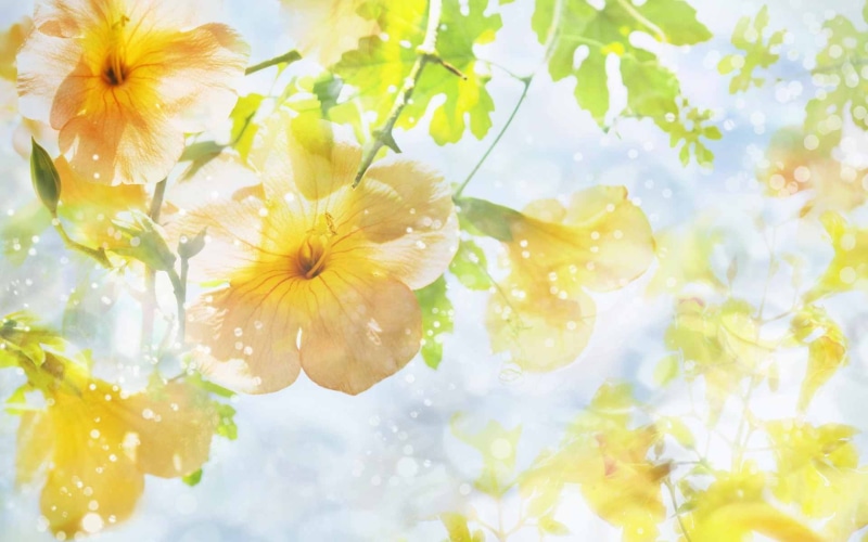 sunlight, 1080P, colorful, flowers, yellow flowers, nature, macro, warm colors, plants, leaves