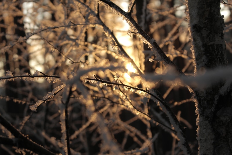 tranquility, selective focus, nature, tree, plant, warm colors, cold temperature, branch, day, 5K, snow, frozen, frost, winter, growth, ice, sunlight