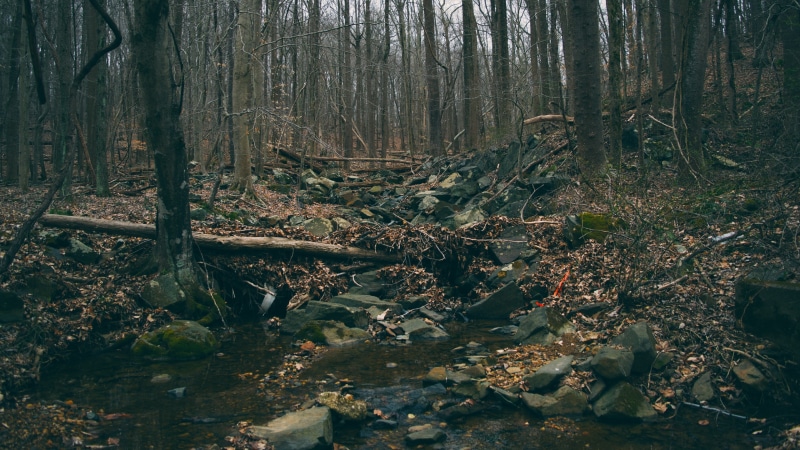 forest, day, moss, nature, trunk, scenics - nature, non-urban scene, tree, woodland, land, outdoors, hiking, beauty in nature, tranquility, growth, plant