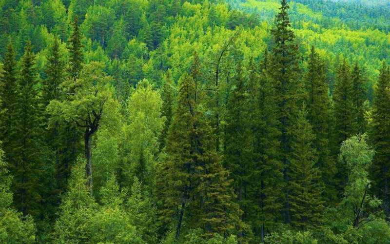 forest, non-Urban Scene, nature, environment, canada, tranquility, travel, coniferous, mountain Range, green, day, wood, wilderness Area, tranquil Scene
