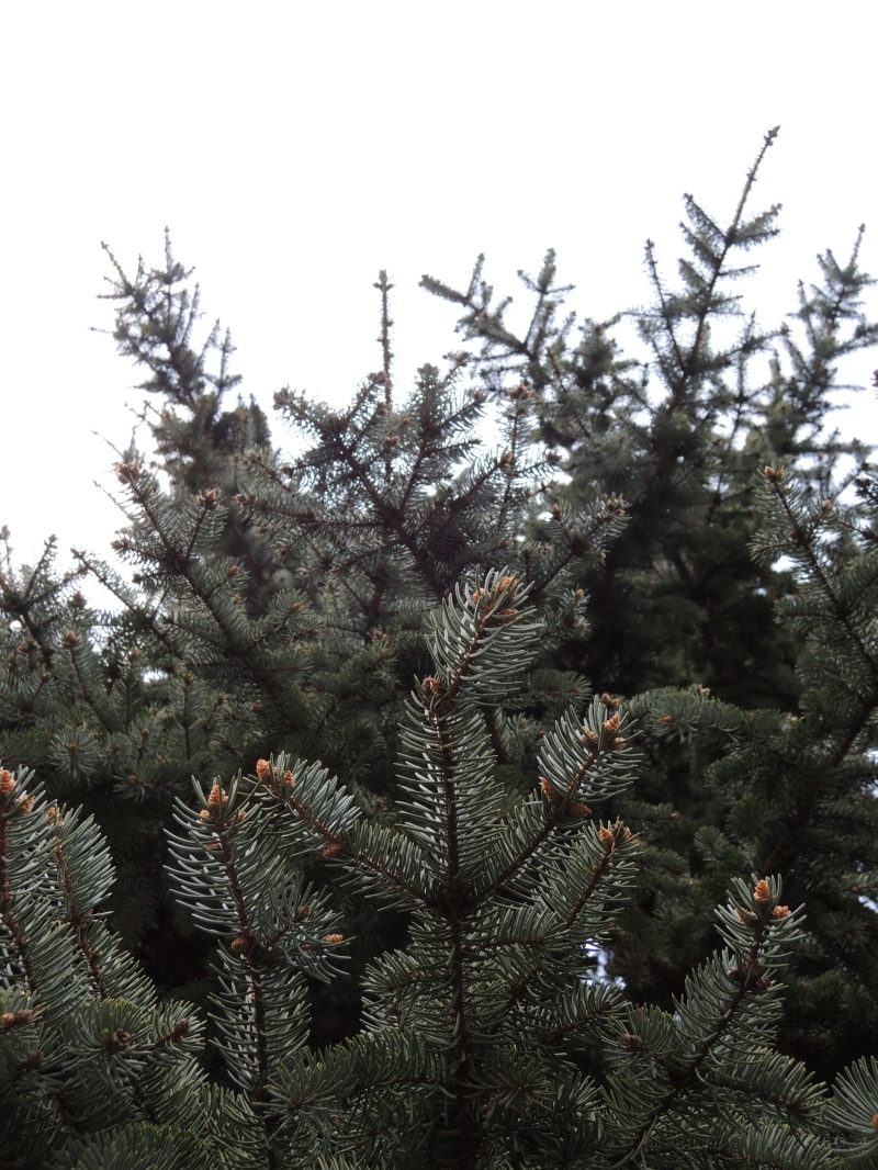 green color, low angle view, nature, coniferous tree, plant, trees, needle - plant part, sky, branch, tree, fir tree, growth, clear sky, no people, beauty in nature