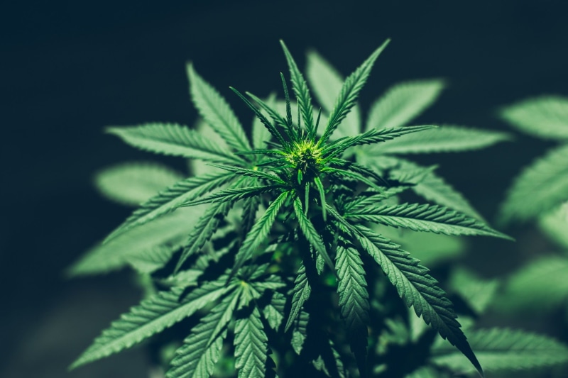 420, weed, cannabis, marijuana, 1080P
