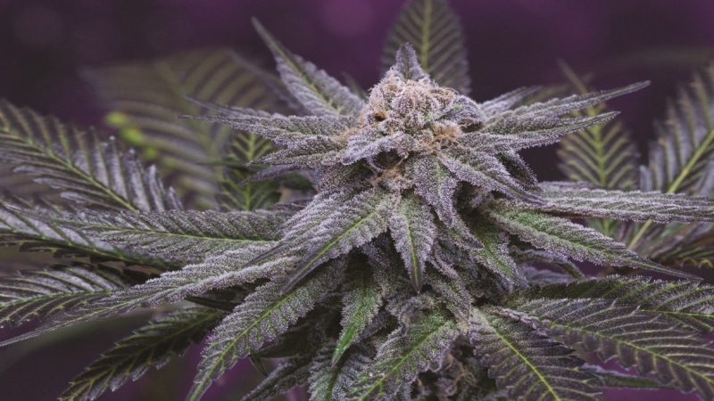 1080P, weed, 420, cannabis, marijuana