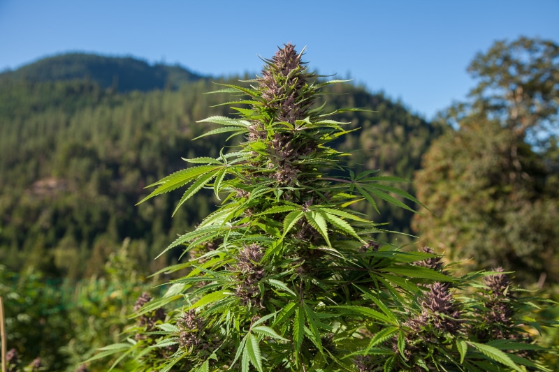 4K, marijuana, 420, cannabis, weed