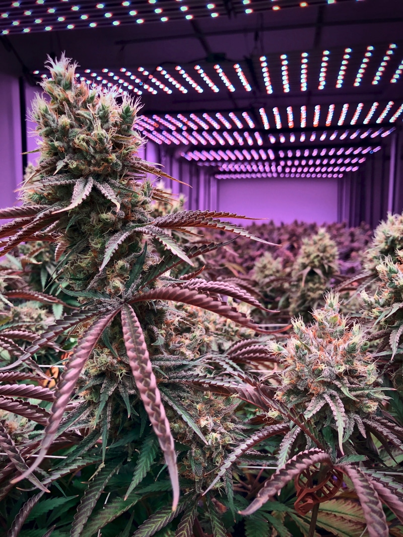 growth, 4K, decoration, day, coniferous tree, house, architecture, focus on foreground, outdoors, wall - building feature, marijuana, building, close-up