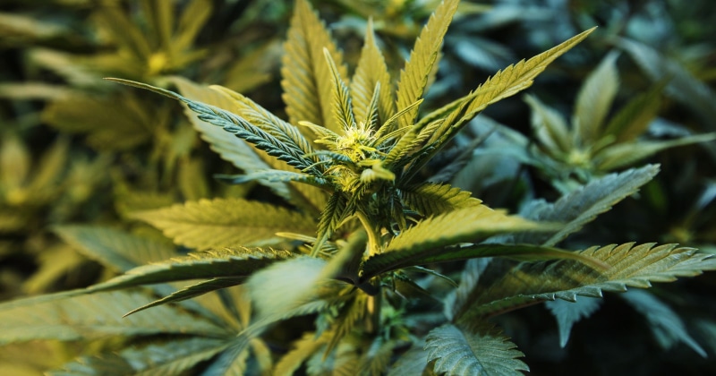 weed, cannabis, marijuana, 2K, 420