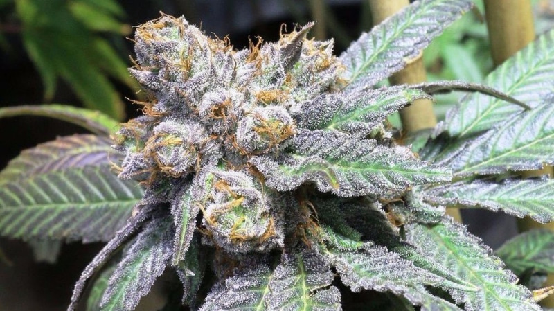 1080P, marijuana, cannabis, weed, 420
