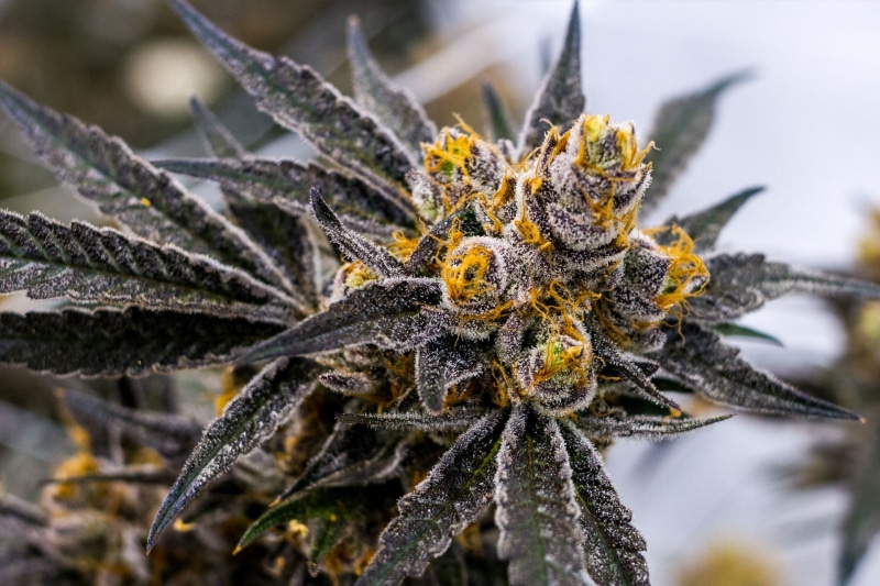 1080P, marijuana, cannabis, weed, 420