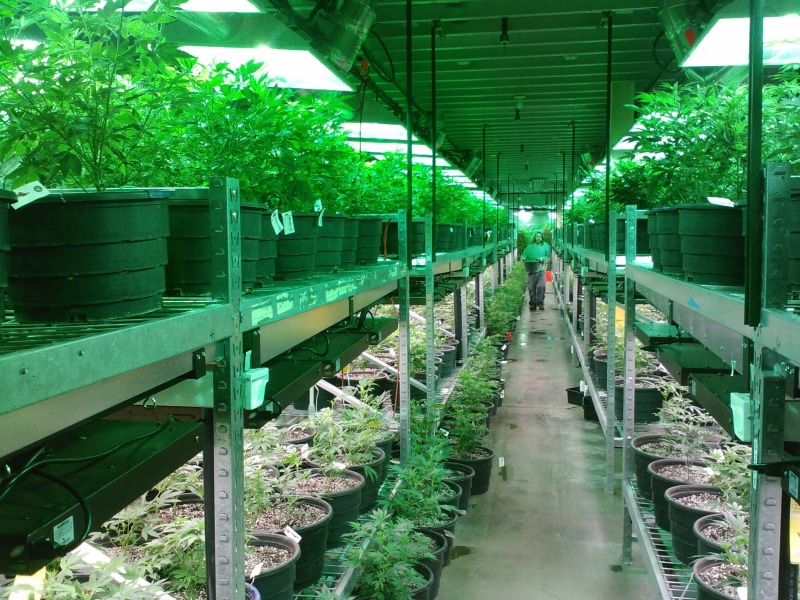 growing marijuana, the way forward, in a row, building, garden, photo, no people, architecture, direction, growing cannabis, diminishing perspective, footpath