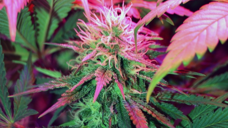 marijuana, weed, 1080P, cannabis, 420