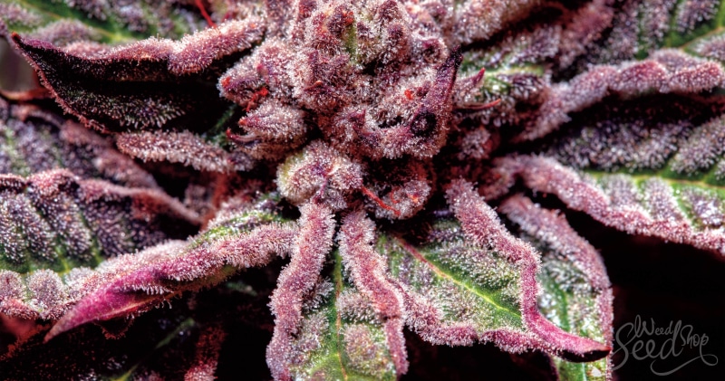 420, weed, 4K, marijuana, cannabis