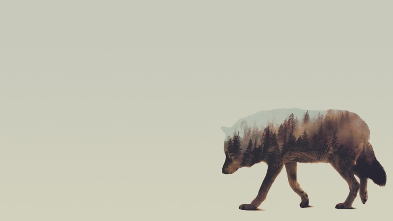 Andreas Lie, animals, wolf, double exposure, 1080P