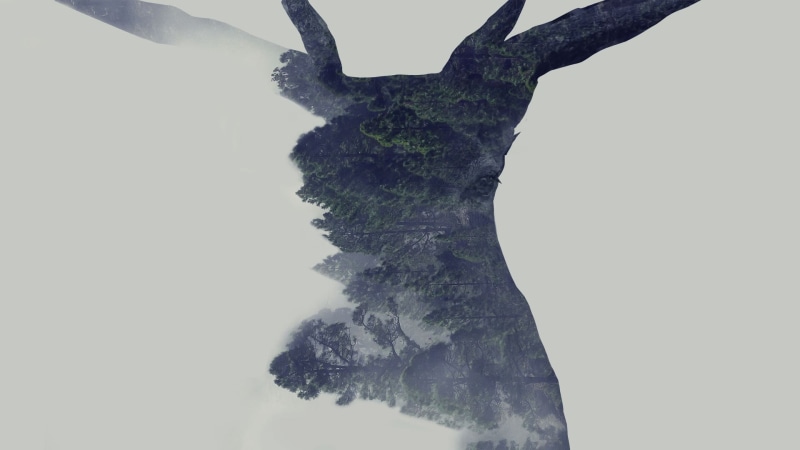tree, white background, outdoors, nature, studio shot, day, no people, digital composite, tranquility, Photoshop, copy space, 1080P, multiple exposure