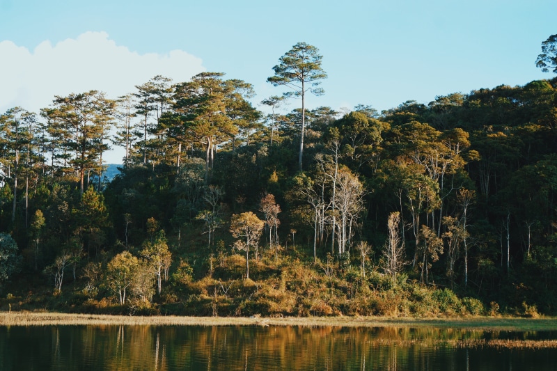 autumn, reflection, beauty in nature, tranquility, change, lake, forest, no people, growth, water, adventure, vietnam, scenics - nature, sky, dalat, tree