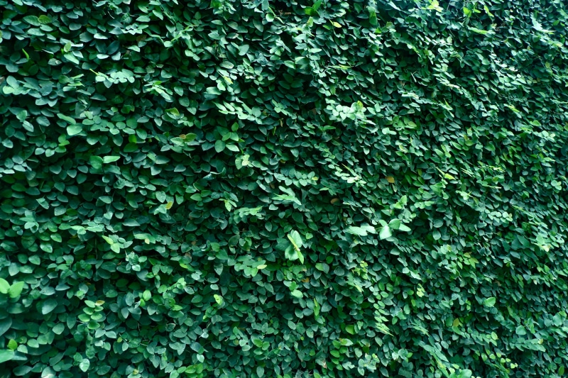 wall, tree, outdoors, plant, leaf, texture, ecology, growth, 5K, backgrounds, background, pattern, lush foliage, foliage, color, land, plant part, season