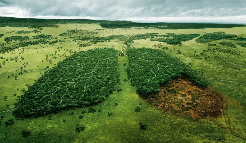 outdoors, high Angle View, land, no People, The felling of the forest, beauty In Nature, growth, crop, tranquility, agriculture, light, wild, plant, sky
