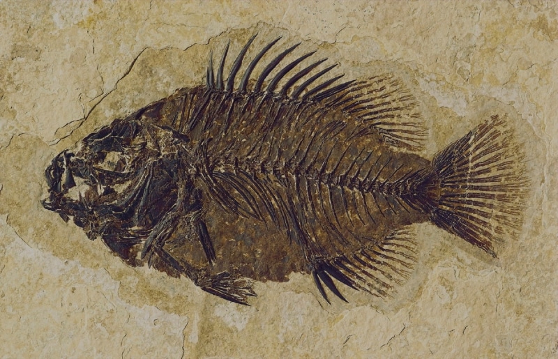archeology, sea, mineral, animal wildlife, 1080P, rock, sea life, rock - object, photo, wyoming, animal themes, fossil, marine, bone, solid, fossil butte national monument