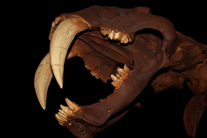 1080P, vicious, excavation, feline, tooth, studio shot, dinosaur, indoors, fossil, prey, old, tiger, hunter, smilodon, pleistocene, animal teeth, white