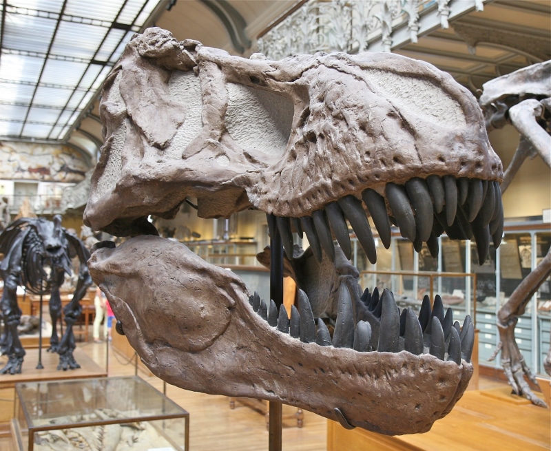 art and craft, animal bone, dangerous, dinosaur, animal teeth, skull, museum, craft, display, bone, animal representation, paleontology, tyrannosaurus