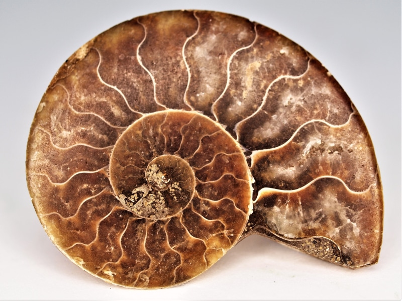 brown, the past, animal themes, desktop, no people, science, extinct, natural, nature, marine, biology, history, geology, 2K, animal, paleontology, shell